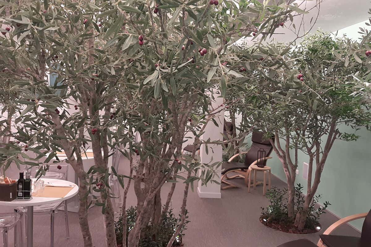 Il ristorante tra gli ulivi “Irnerio10”: gusto e benessere nel centro di Bologna